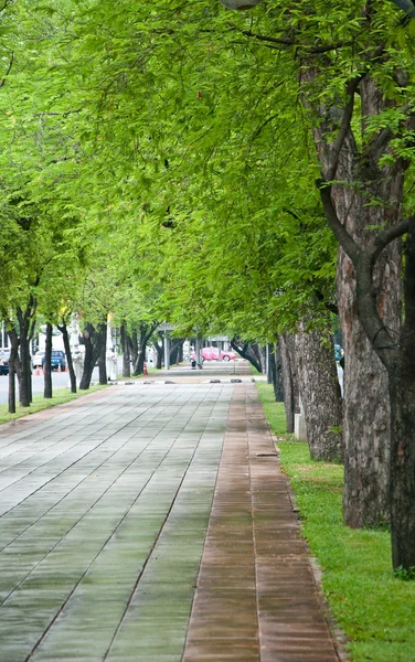 Ścieżka wzdłuż drzew tamaryndowca — Zdjęcie stockowe