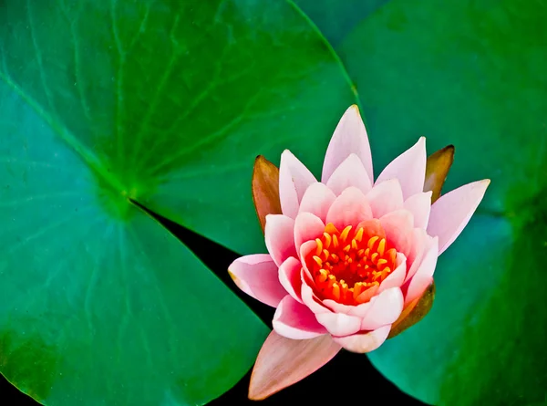 De close-up lotus op de vijver — Stockfoto