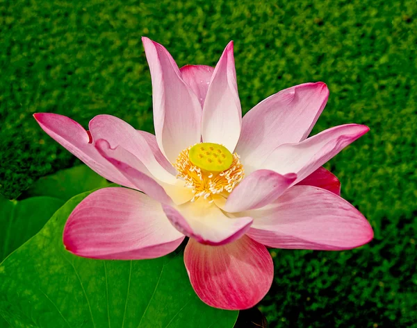 De roze lotus — Stockfoto