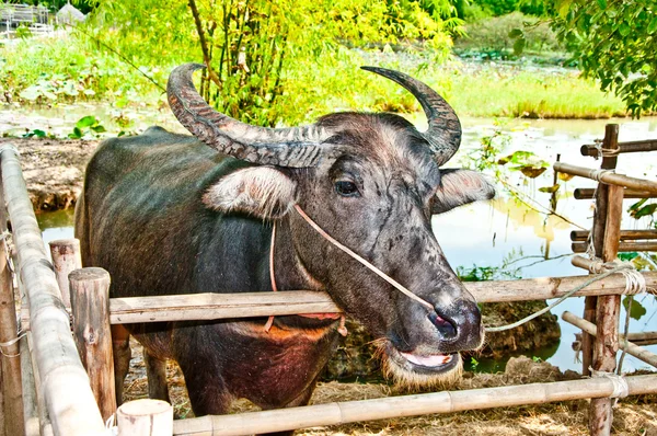 O Close-up de búfalo — Fotografia de Stock