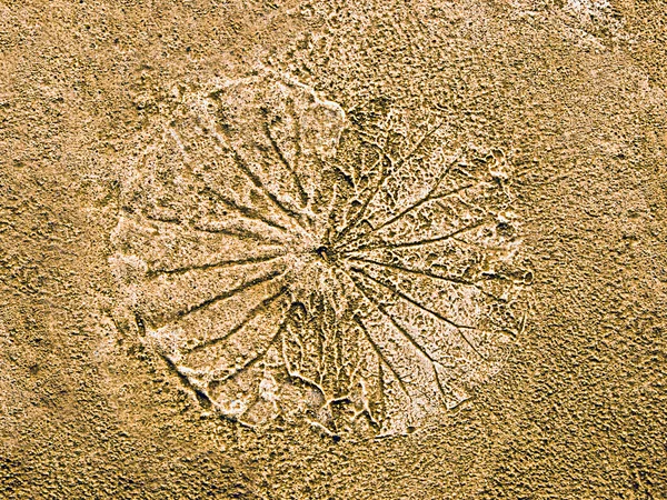 Le lotus de l'empreinte de la feuille sur fond de ciment — Photo