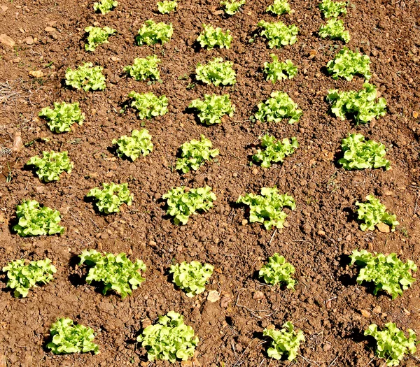 農場で成長するレタス植物の行 — ストック写真