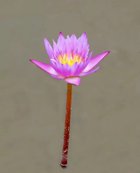 The Lotus — Stock Photo, Image