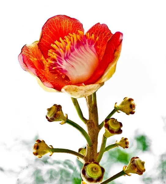 La belle macro prise d'une fleur de l'arbre de boulet de canon (Couro — Photo