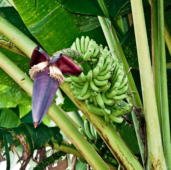 The Banana blossom and bunch on tree — Stock Photo, Image
