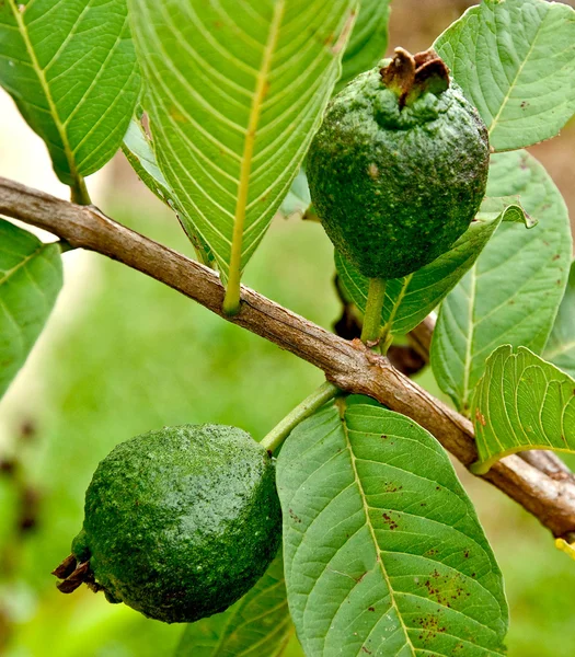 Färsk guava — Stockfoto