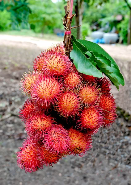 Der frische süße Rambutan — Stockfoto