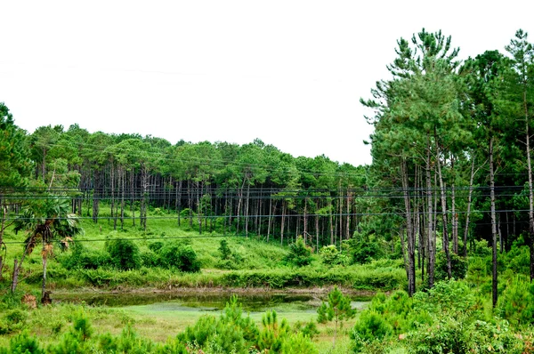 The Pine forest — Stock Photo, Image