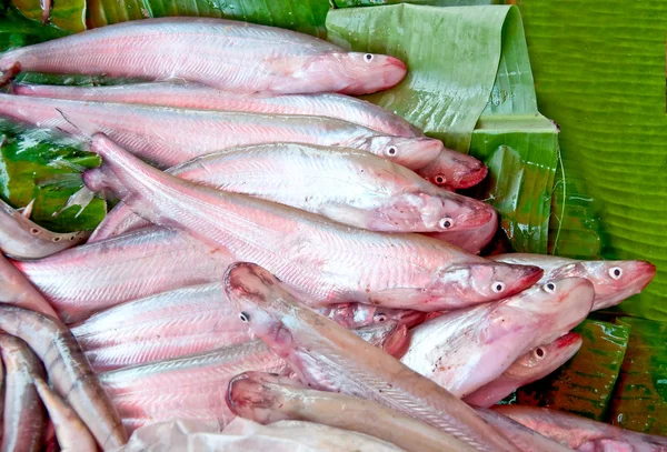 Den röda fisken i marknaden i thailand — Stockfoto