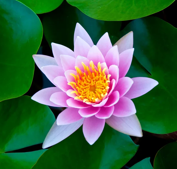 Närbild lotus dammen — Stockfoto
