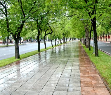 Demirhindi ağaçları boyunca uzanan yol