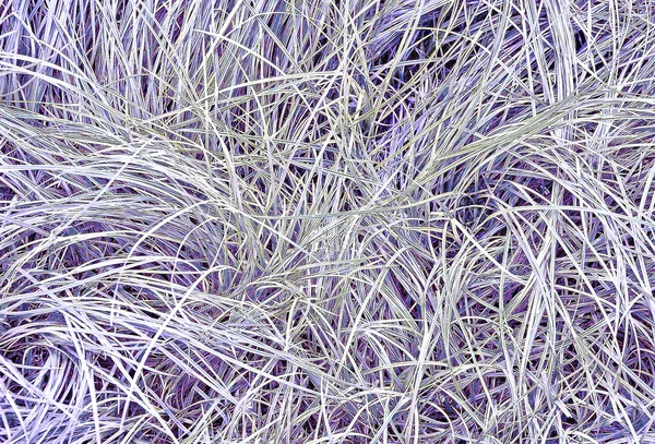 A textura de fundo de grama verde — Fotografia de Stock