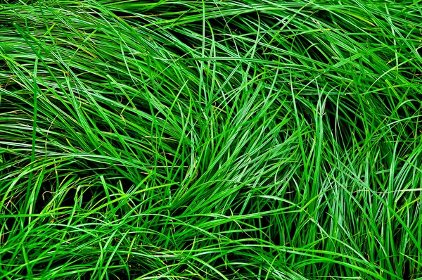 La textura de fondo de hierba verde —  Fotos de Stock