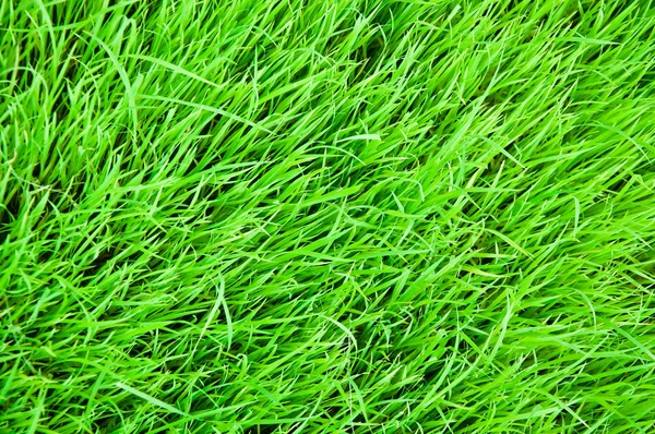 Le jeune riz vert dans le riz de champ — Photo