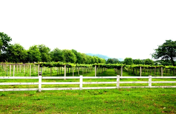 Raden av grapevine på vingård — Stockfoto
