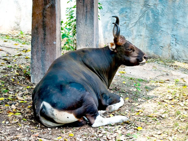 Широкий бык — стоковое фото