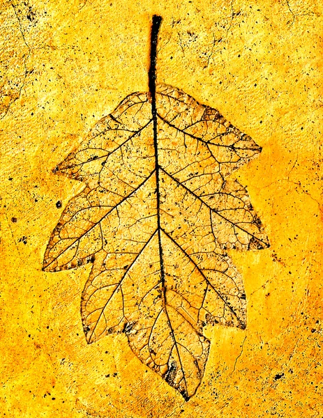 Отпечаток листьев, изолированных на цементном фоне — стоковое фото