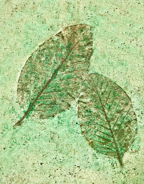 L'impronta Leaf in calcestruzzo — Foto Stock