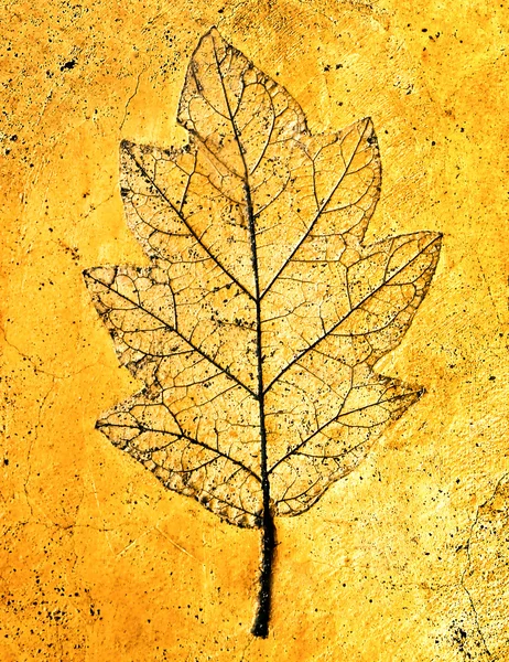 A impressão de folha isolada no fundo de cimento — Fotografia de Stock