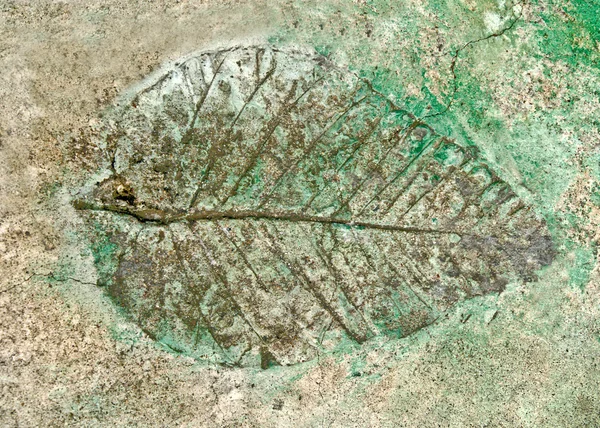Odcisk liść w betonie — Zdjęcie stockowe