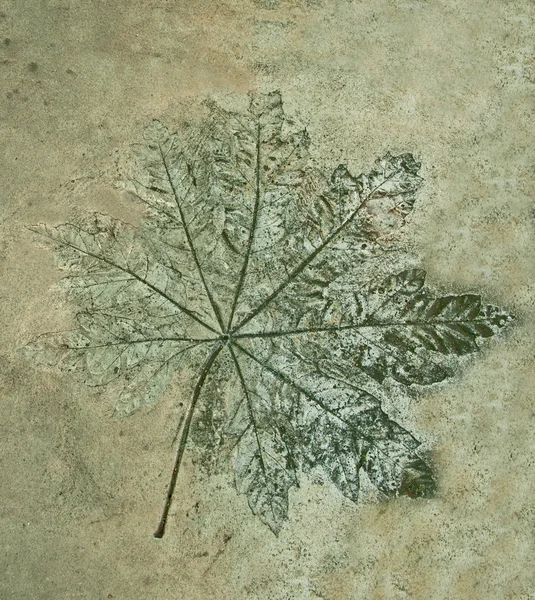 La impresión de la hoja de uva en el fondo del suelo de cemento — Foto de Stock
