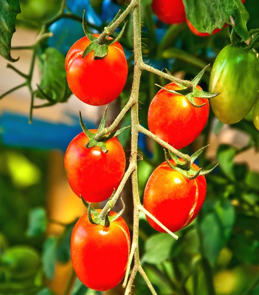 Zbliżenie świeżych czerwonych pomidorów wciąż na roślinie — Zdjęcie stockowe