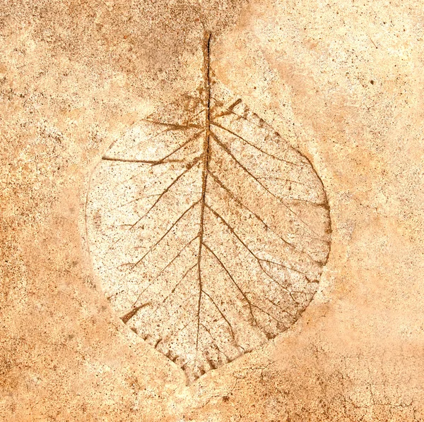 Odcisk liść w betonie — Zdjęcie stockowe