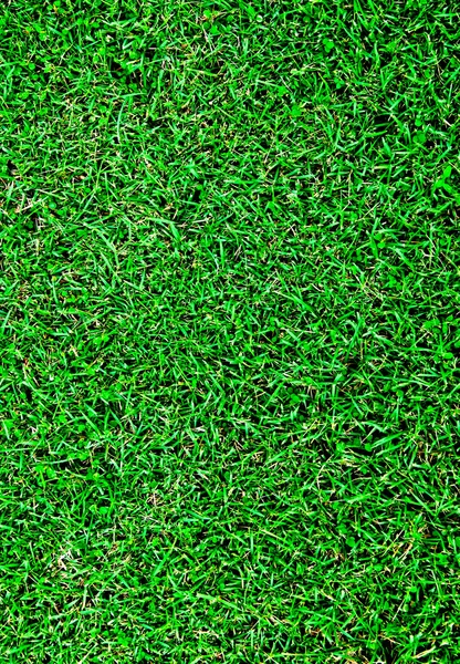La texture de fond d'herbe verte — Photo
