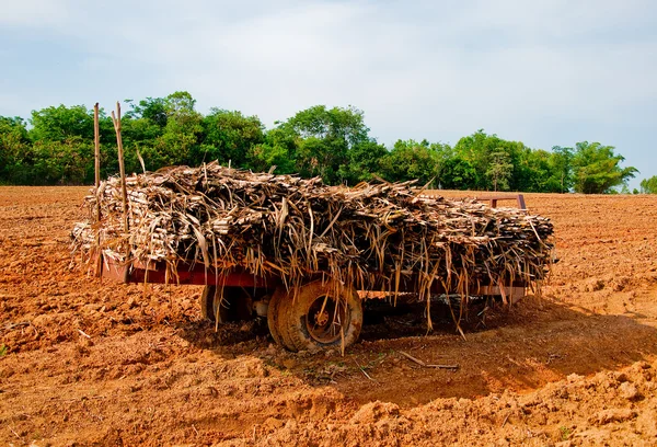De oude kar met suikerriet — Stockfoto