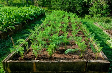 The Young carrots on plant clipart