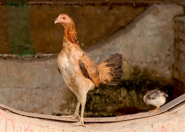 The Hen and chick — Stock Photo, Image