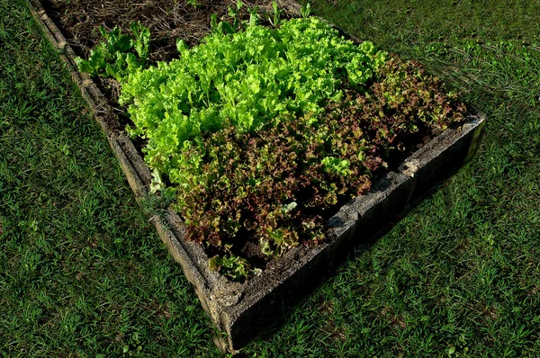 The Rows of lettuce plants growing on farm — Stock Photo, Image