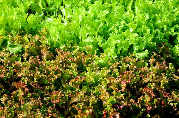 Ряды салатных растений, растущих на ферме — стоковое фото