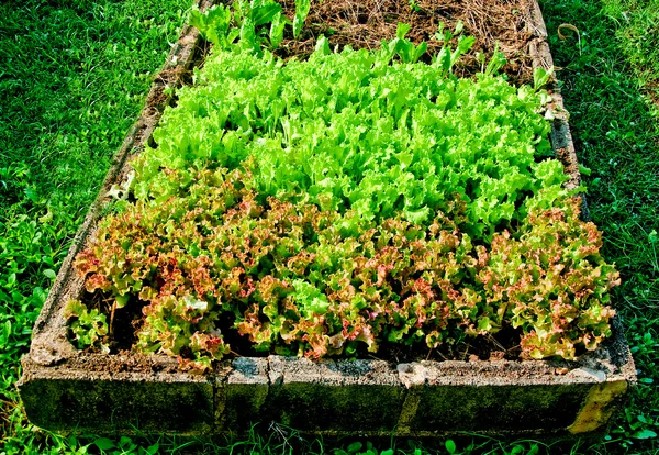 Rader av sallat växter växer på gård — Stockfoto