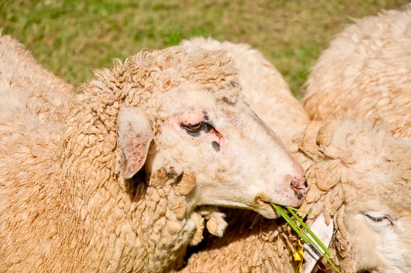 As ovelhas comendo grama verde — Fotografia de Stock