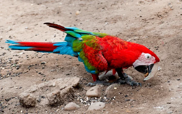 De prachtige macaw — Stockfoto