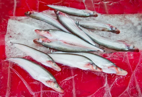 Rå fisk på isen — Stockfoto
