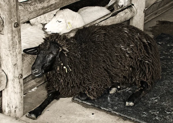 A ovelha negra na fazenda — Fotografia de Stock