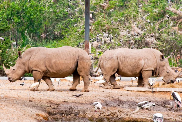 El rinoceronte comiendo paja de hierba en el zoológico —  Fotos de Stock