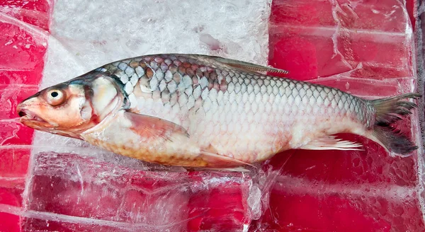 Der rohe Fisch auf Eis — Stockfoto