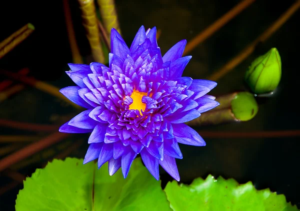 Lotus gölet üzerinde — Stok fotoğraf