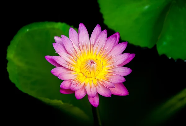 De lotus op de vijver — Stockfoto