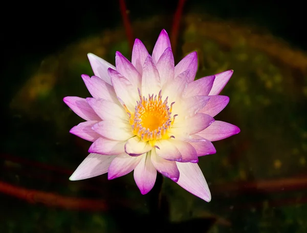 Lotus на ставок — стокове фото