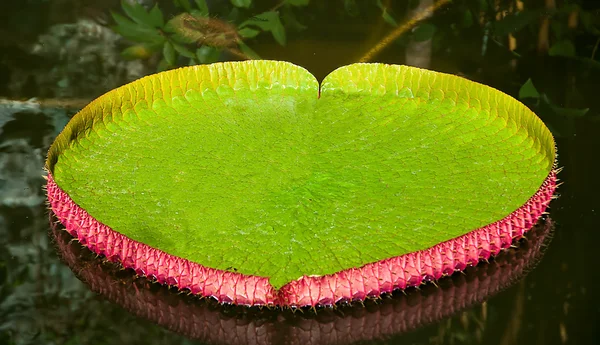 The Victoria Water Lily — Stock Photo, Image