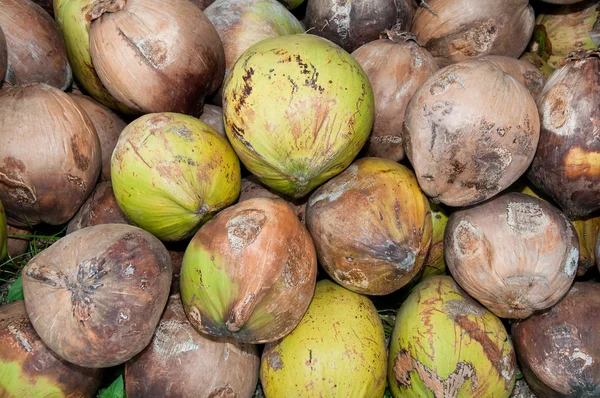 Zbliżenie kokosowa sucha — Zdjęcie stockowe
