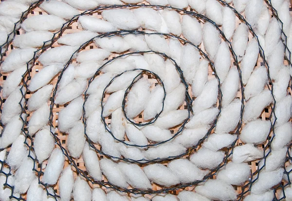 La espiral del patrón de capullo de gusano de seda en bandeja de bambú —  Fotos de Stock