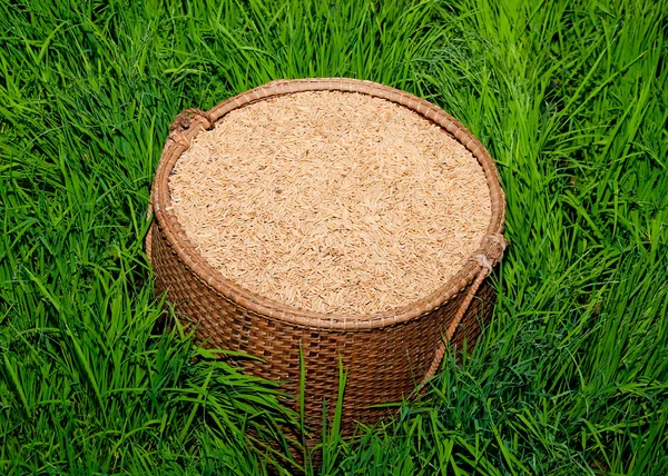 The Paddy on bamboo basket in green rice field — Stock Photo, Image