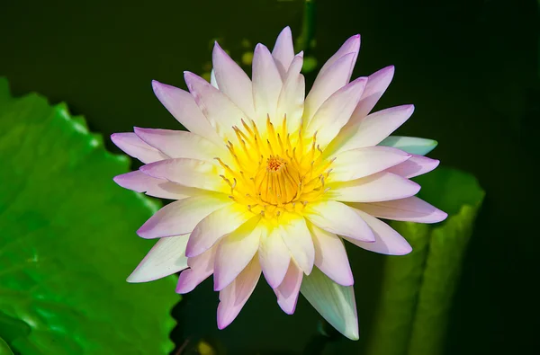 Mladý lotus na rybníku — Stock fotografie