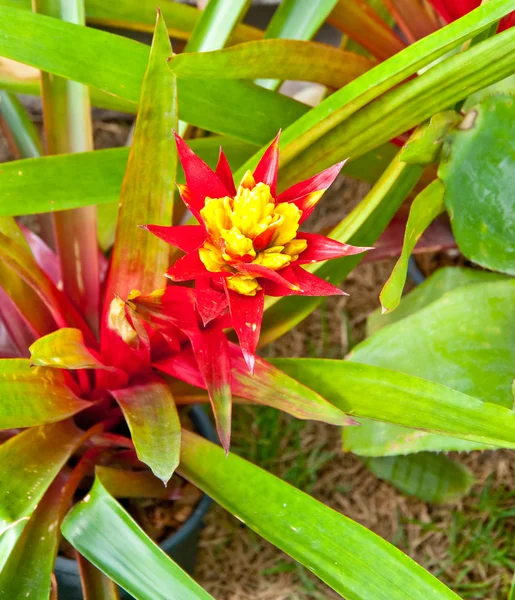 Den tropiska ananas blomman — Stockfoto