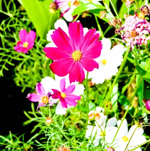 Fialové daisy gerbera — Stock fotografie